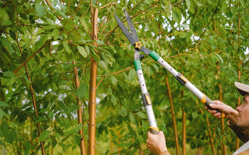 Tree trimming in Aredale, IA